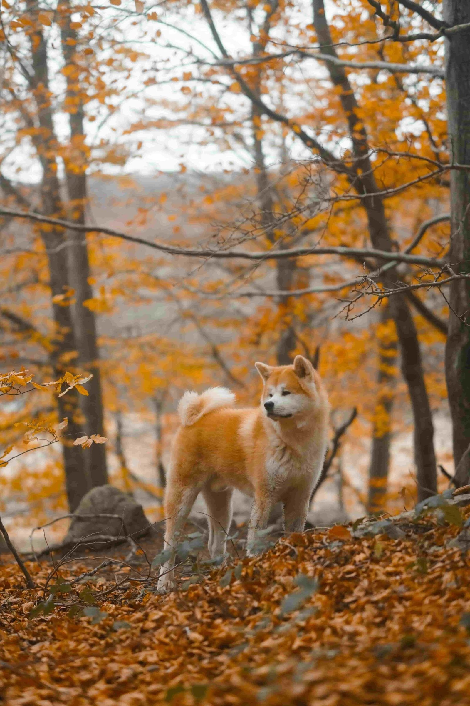 Types of dogs with strong temperament - Akita Inu.