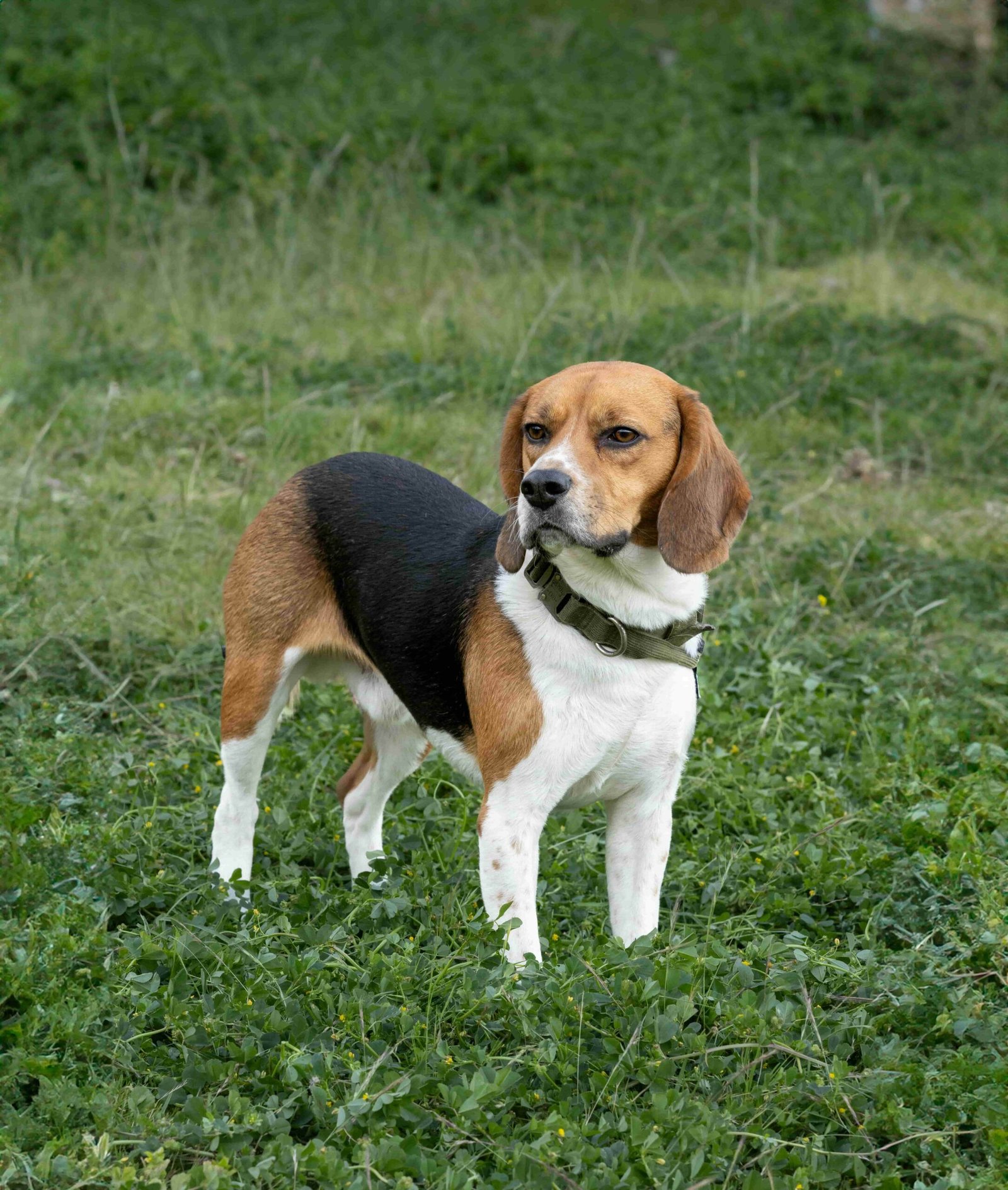 Tipos de perros de familia - Beagle. Mejores Perros para familia. Razas de perros de familia