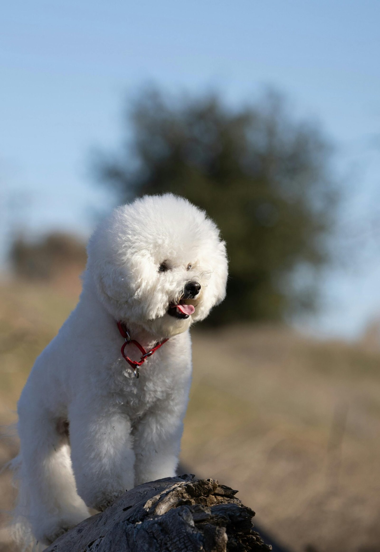 Types of companion dogs, therapy - Bichon Frise. Best companion dogs, therapy. Companion dog breeds, therapy.