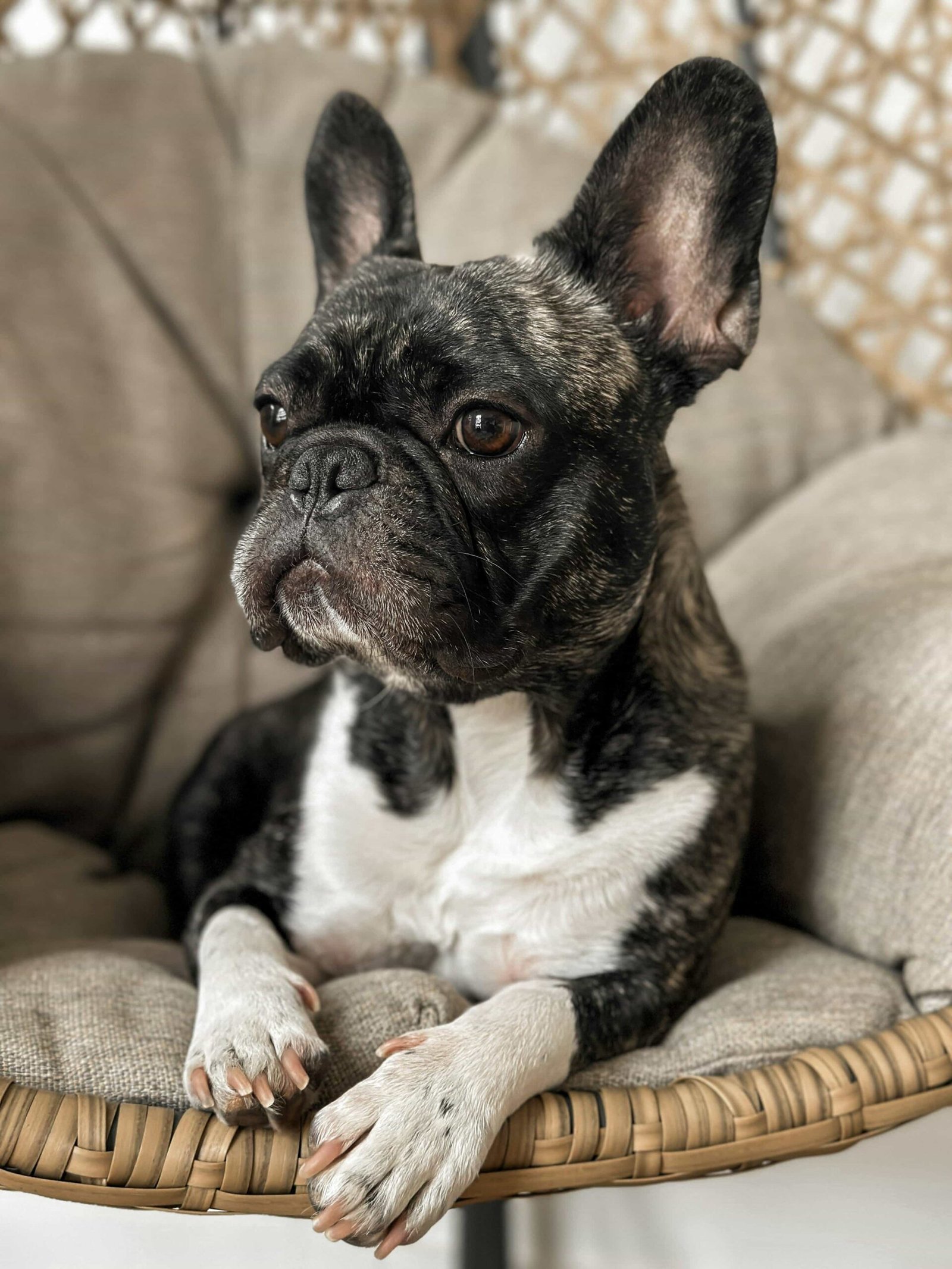 French Bulldog. Types of Companion Dogs, Types of Dogs for a Family. Best Dogs for Companionship. Companion Dog Breeds, Family Dog Breeds.