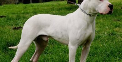 Tipos de perros de Temperamento fuerte, Guardia y Protección - Dogo-argentino.