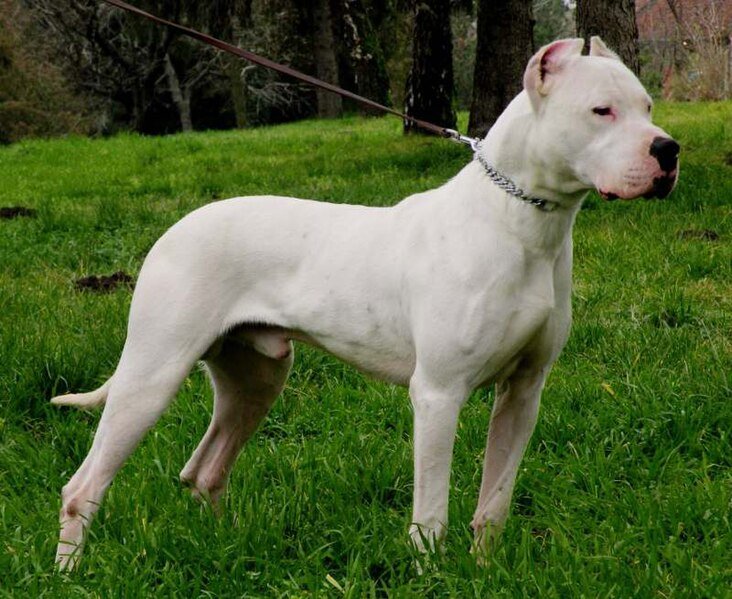 Types of dogs with a strong temperament. Guard dogs. Protection dogs. Argentine Dogo.