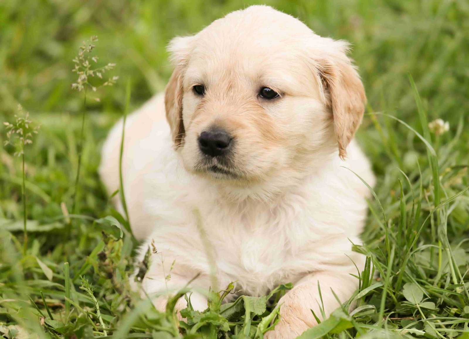 Golden Retriever puppy. Golden Retriever cachorro. Golden Retriever precio.