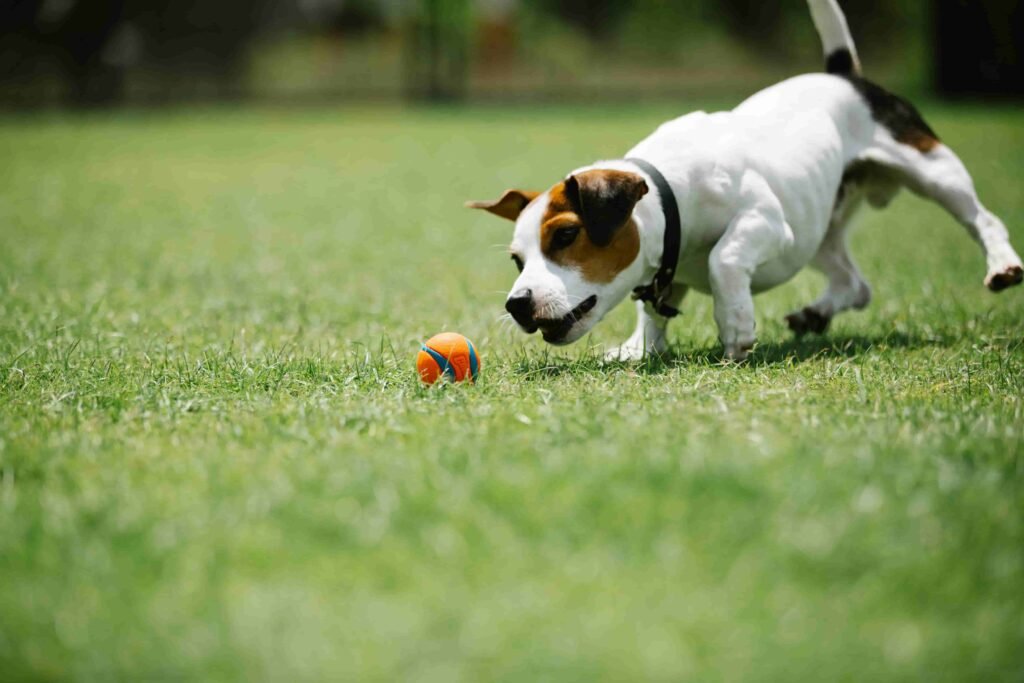 Tipos de perros de Deporte - Jack Russell Terrier. Mejores Perros para Deporte. Razas de perros de Deporte.