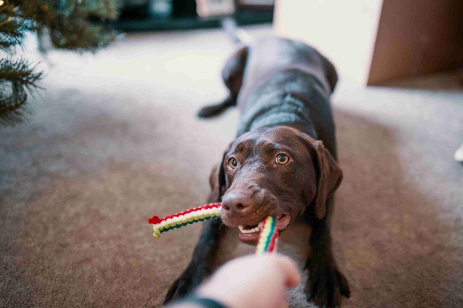 Juguetes para perros Juguetes Interactivos