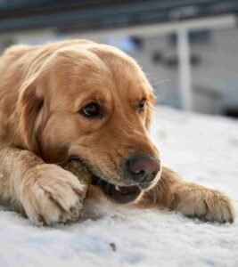 Golden Retriever, Juguetes para morder de perro