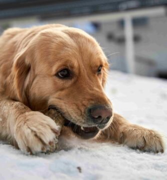 Golden Retriever, Juguetes para morder de perro