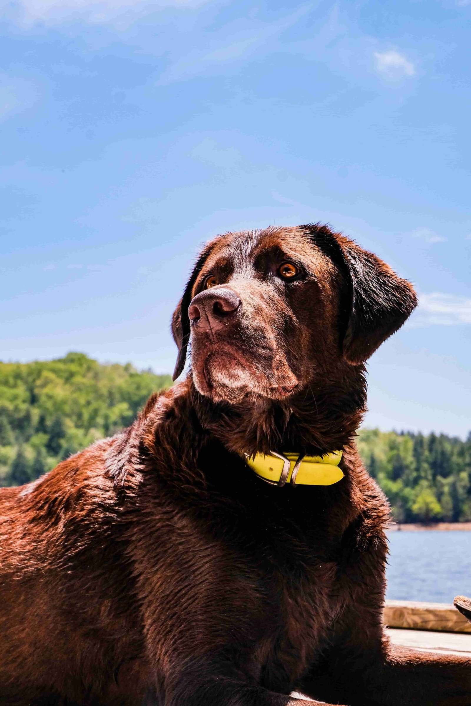 Tipos de perros de familia, Terapia, exhibición - Labrador Retriever. Mejores Perros para familia, Terapia, exhibición. Razas de perros de familia, Terapia, exhibición.