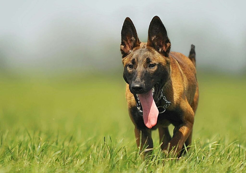 Tipos de perros de Trabajo, Guardia y Protección, salvamento y Rescate - Pastor Belga Malinois. Mejores Perros para Trabajo, Guardia y Protección. Razas de perros de Trabajo,Guardia y Protección.