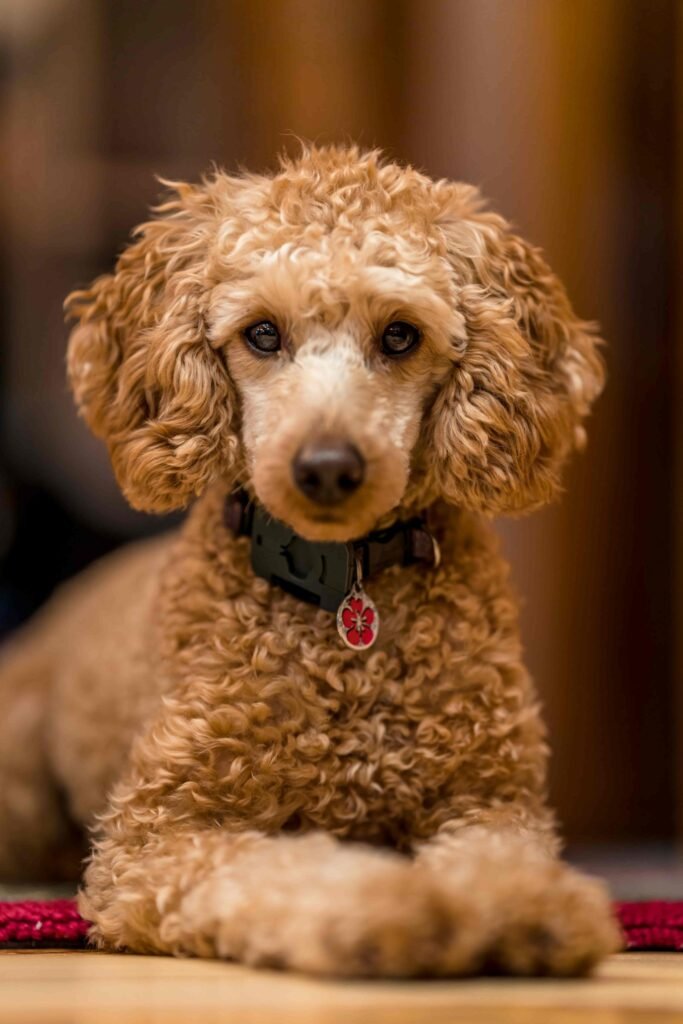 Tipos de perros de compañía, exhibición - Poodle - Caniche. Mejores Perros para compañía, exhibición. Razas de perros de compañía, exhibición.