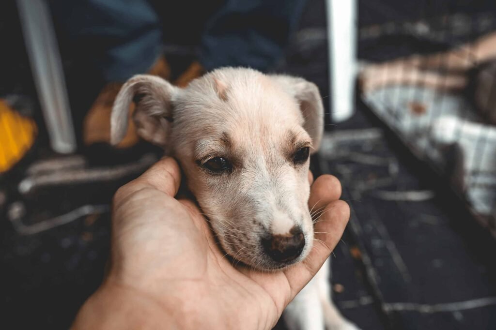 como-saber-que-perro-adoptar, ADOPTAR UN PERRO