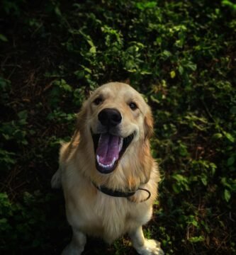 Golden retriever, companion dogs, working dogs, show dogs.