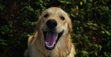 Golden retriever, perros de Compañía, perros de Trabajo, perros de exhibición.