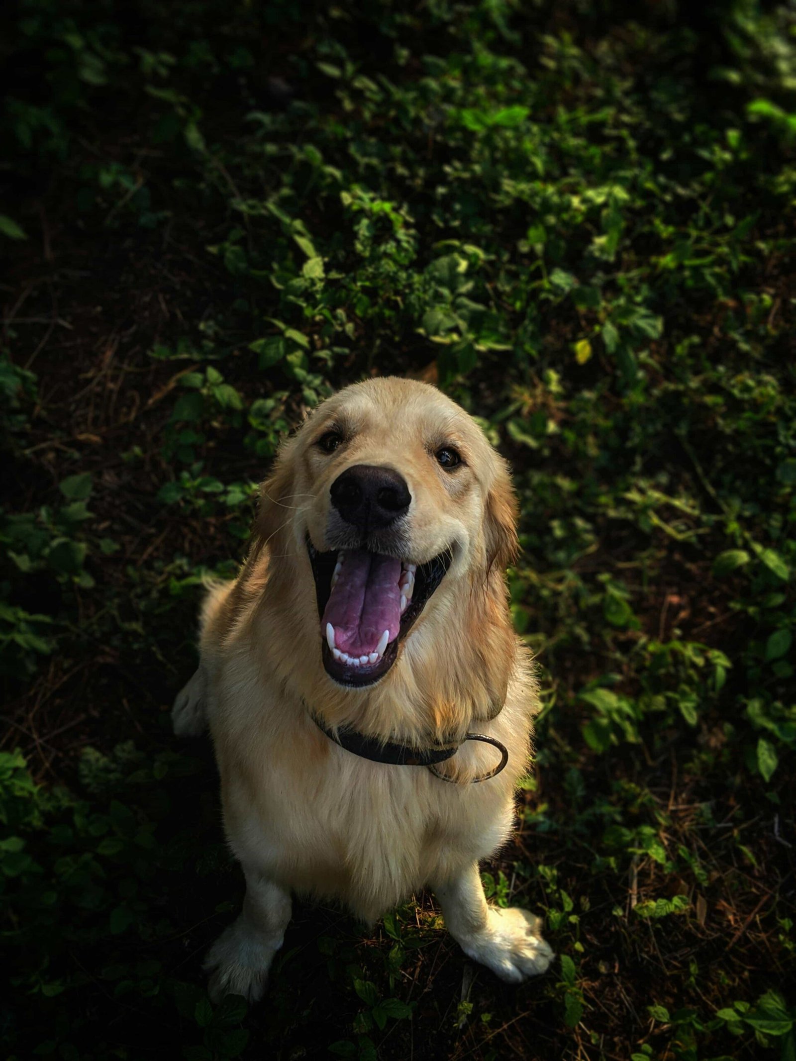 Golden retriever, companion dogs, working dogs, show dogs.