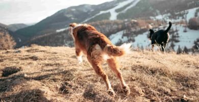 A MI PERRO FELIZ, HACER TU PERRO FELIZ