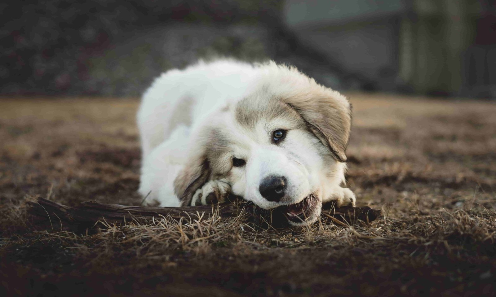 juguetes para perros con mejor sabor