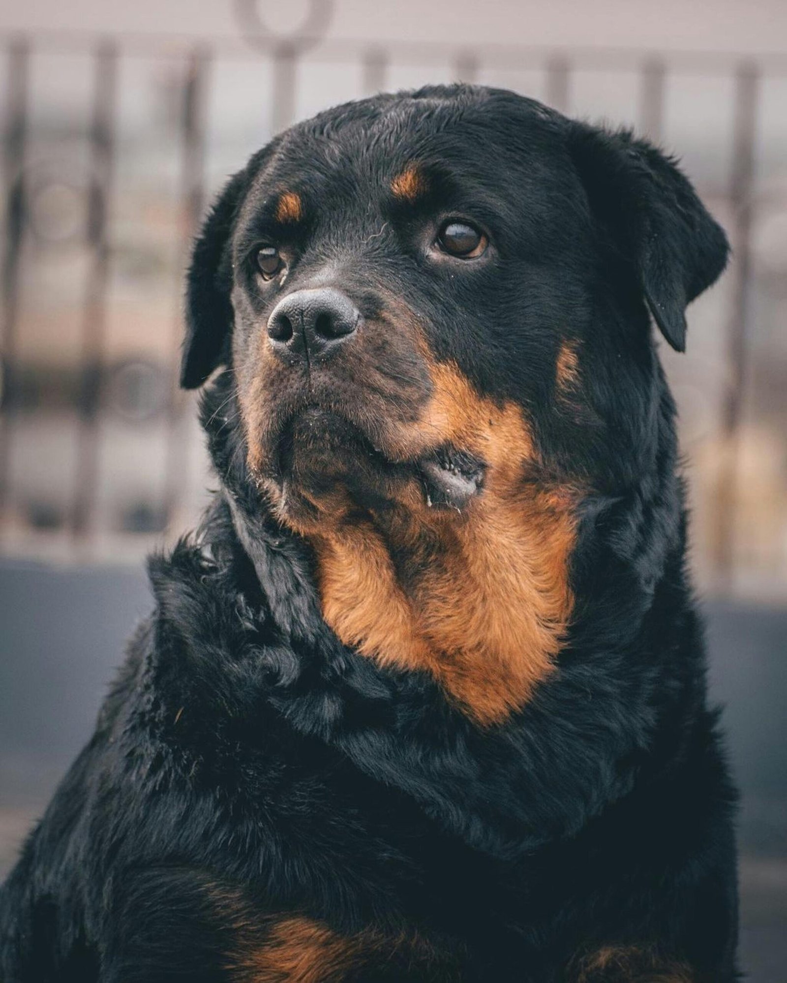 Rottweiler. Working dog. Protection dog