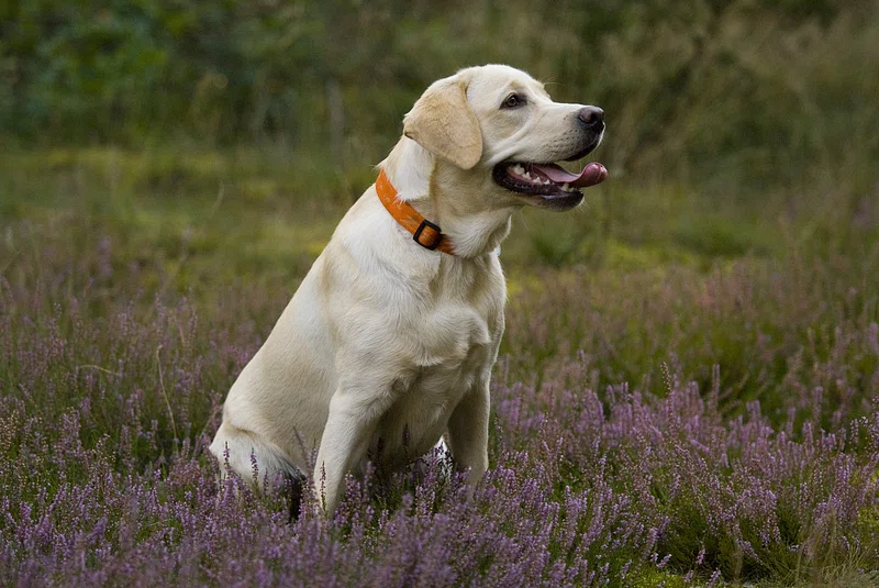 Labrador Retriever adulto