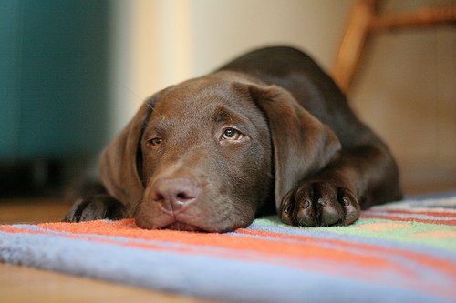 Labrador_retriever cachorro chocolate