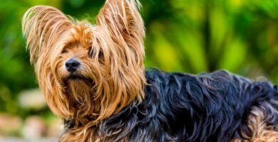 Yorkshire Terrier Perro de compañía