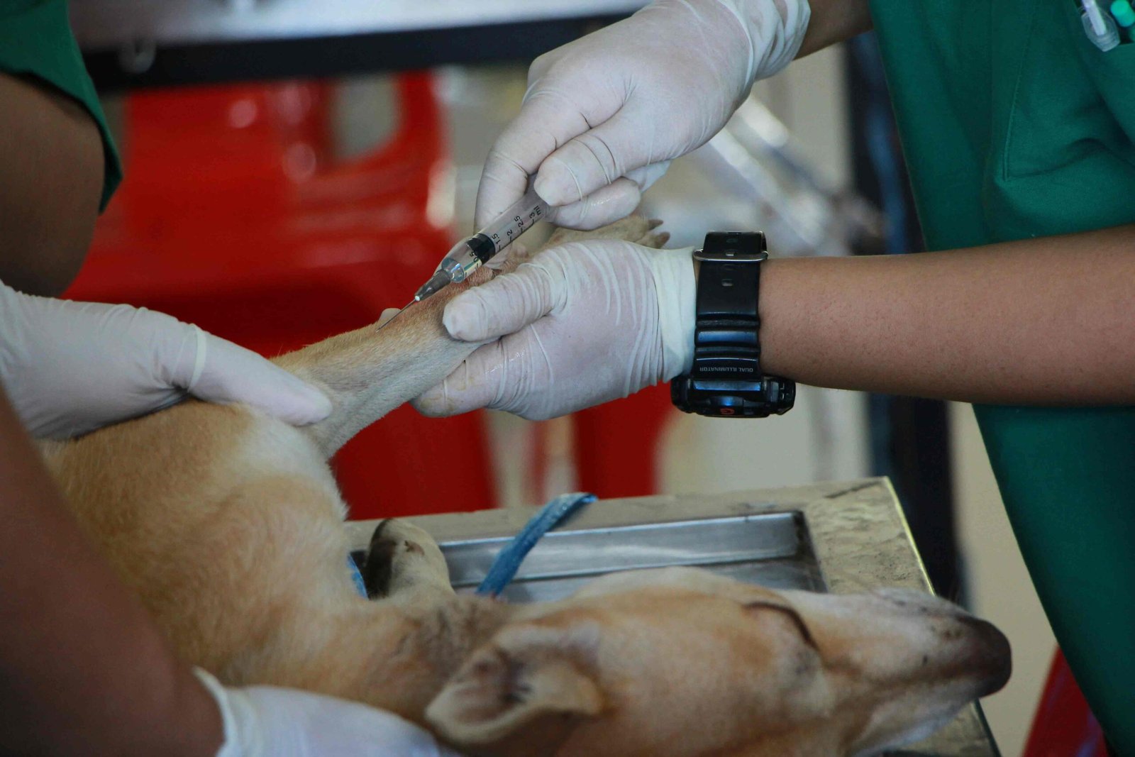 Canine Distemper
