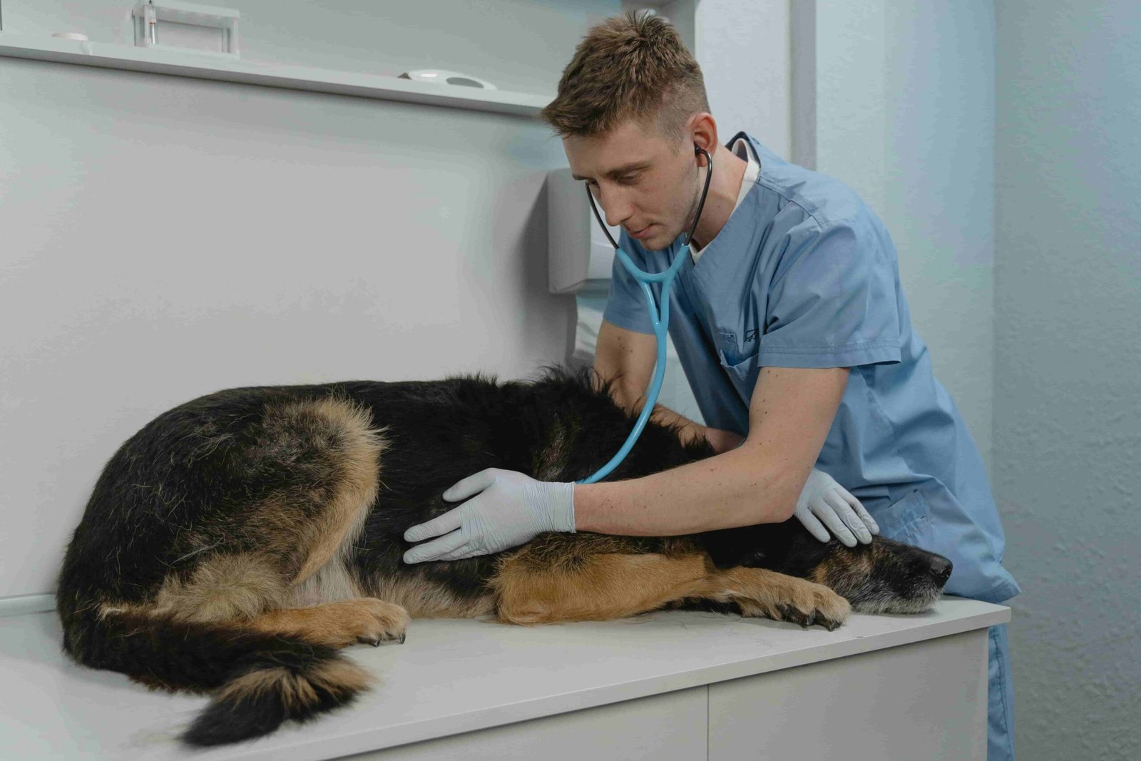 diagnóstico de leptospirosis en los perros. diagnóstico de Ehrlichia Canina.