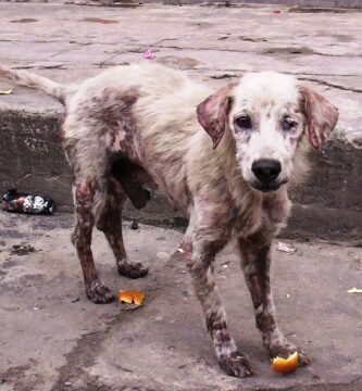 Leptospirosis en los perros