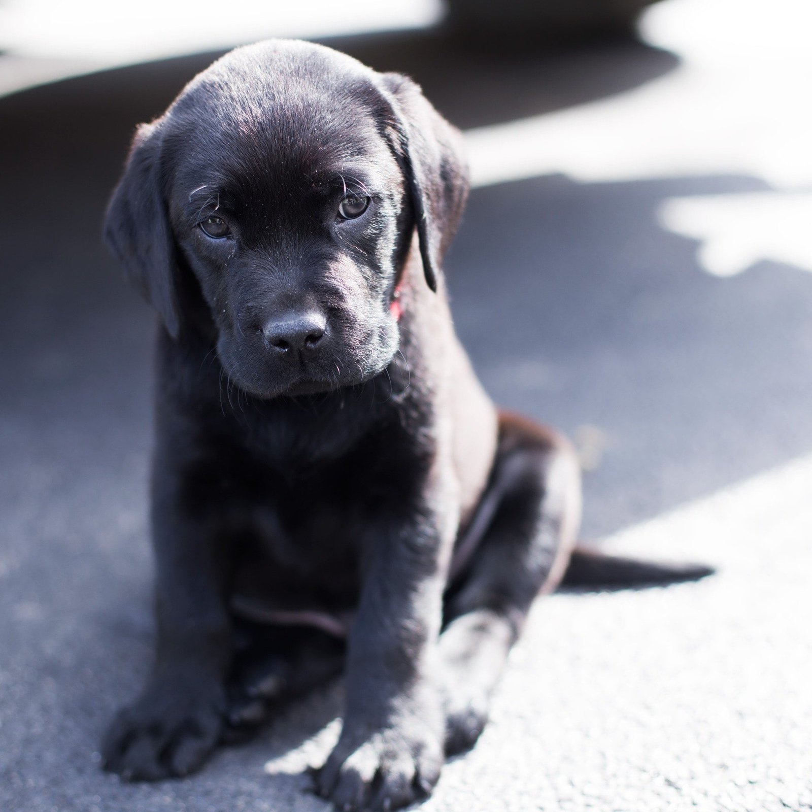 Diseases in dogs. Labrador Retriever Prices
