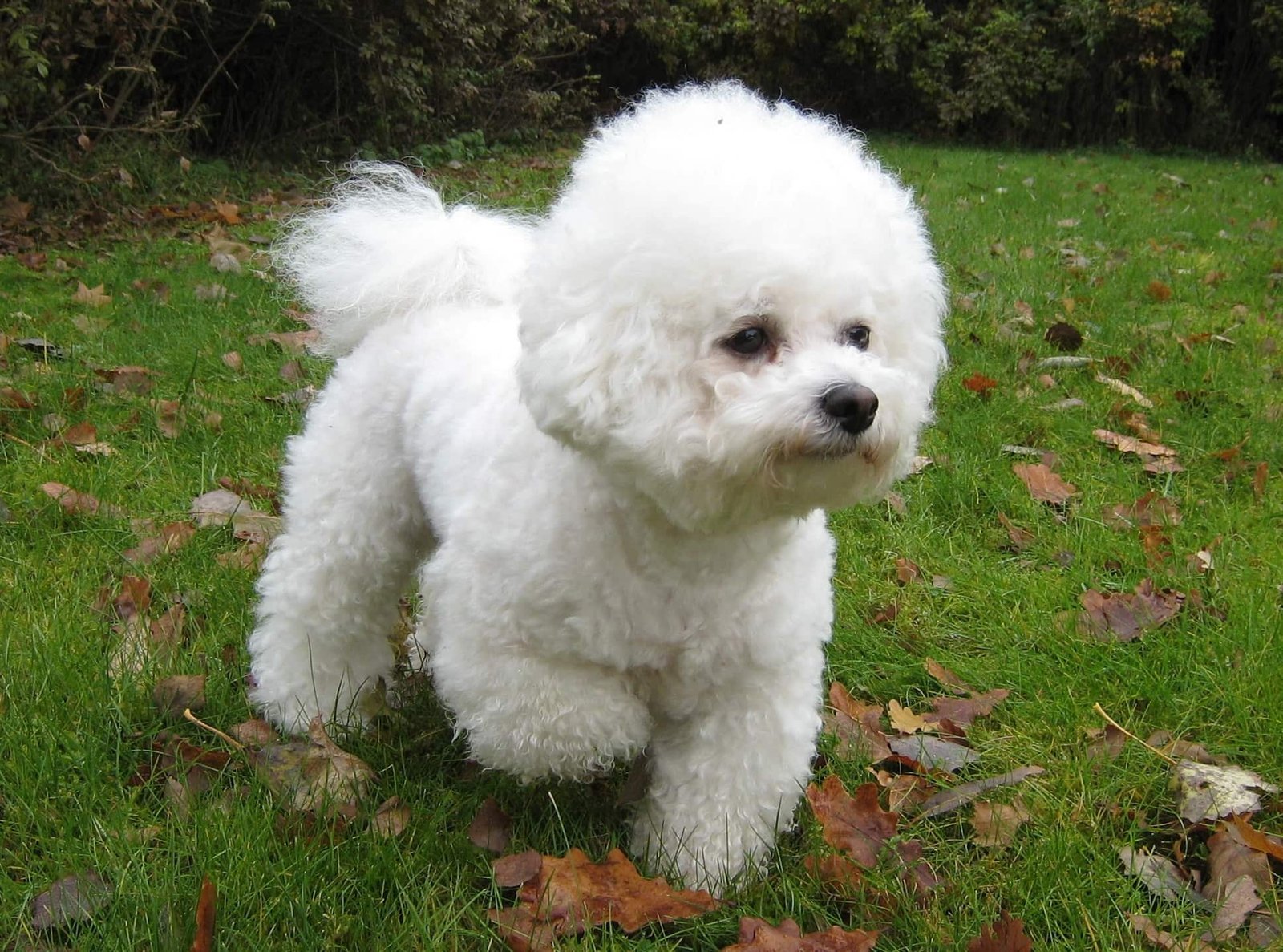 Bichón Frisé 