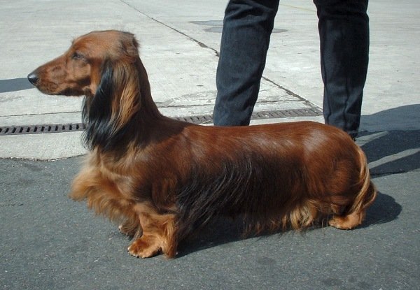 Perro_Salchicha_Dachshund