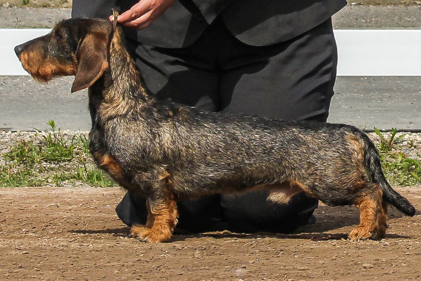 Perro_Salchicha_Wirehaired_Dachshund