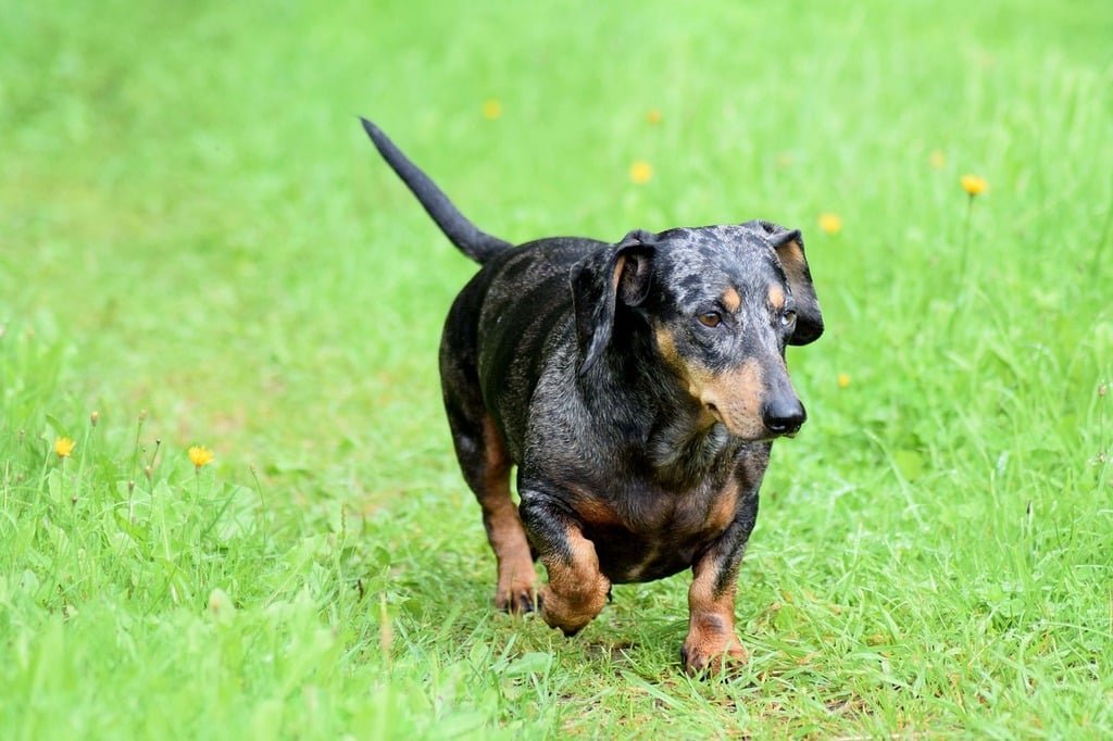 perro salchicha