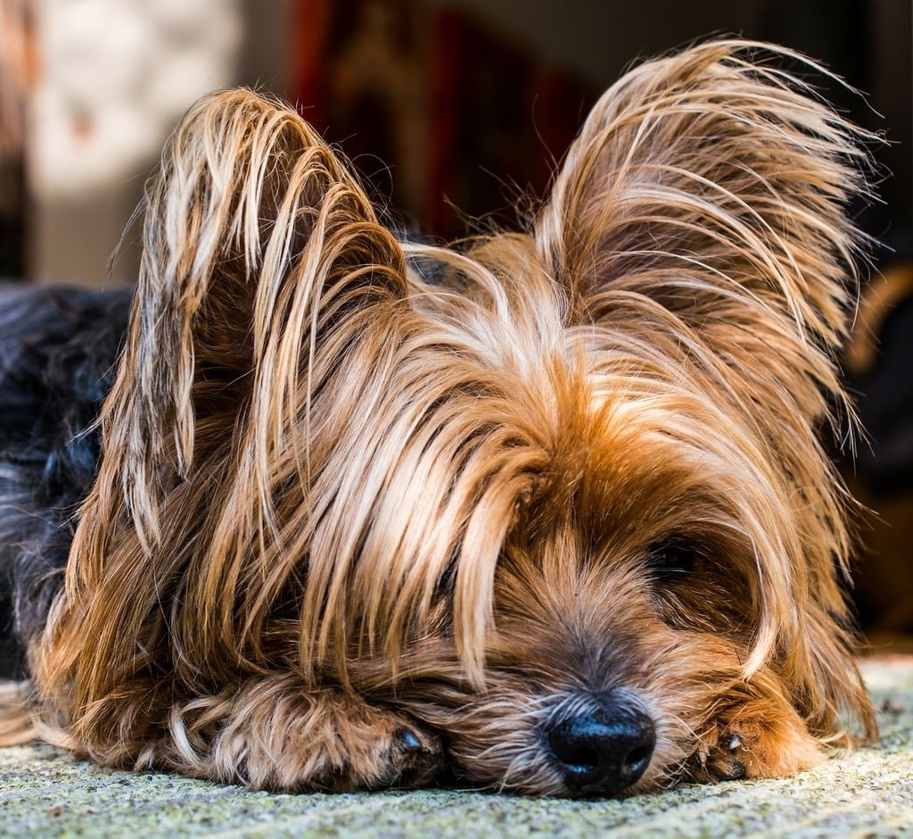 Yorkshire Terrier salud