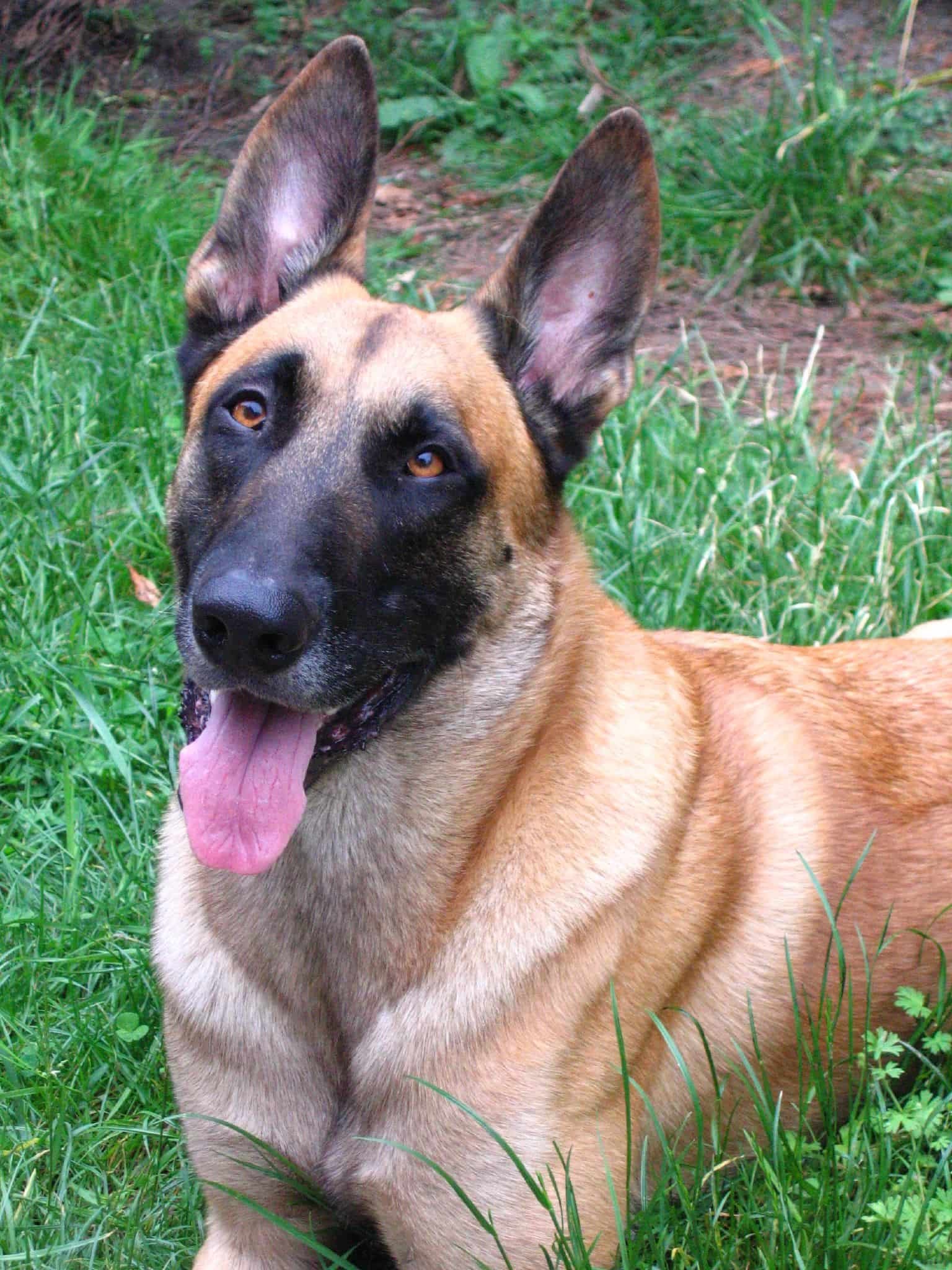 MALINOI