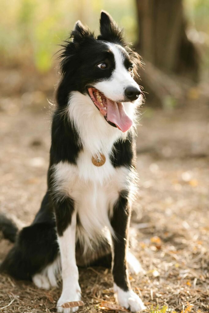 Border Collie