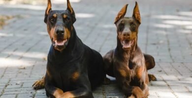 doberman americano y Europeo