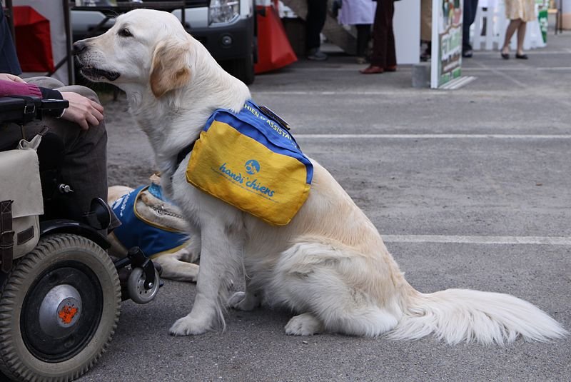 Golden retriever assistance