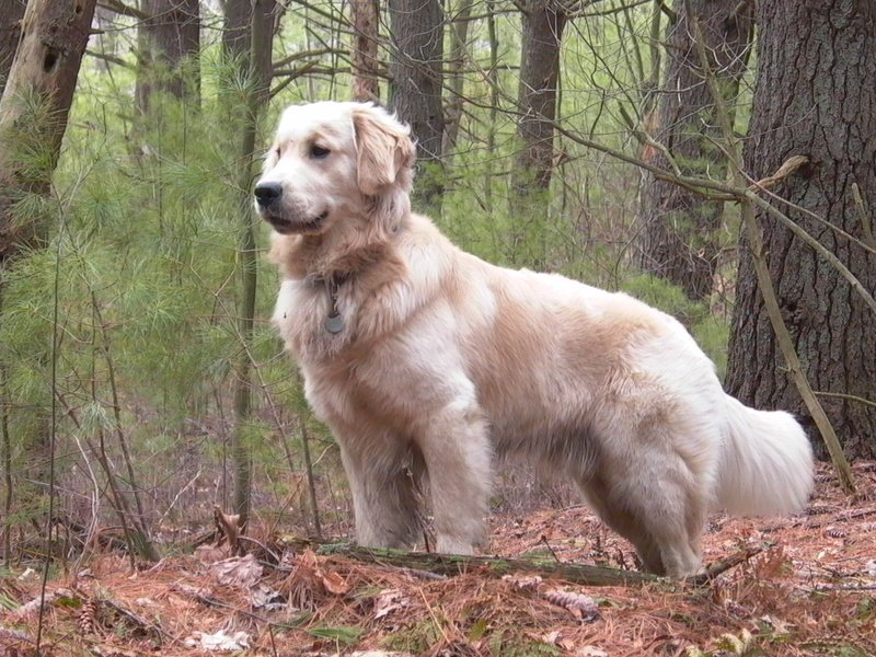 Golden Retrievers.