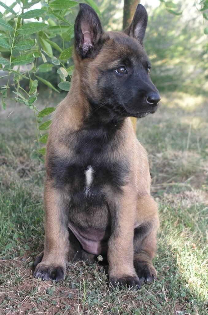 pastor belga malinois precios