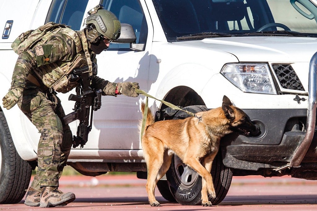 pastor belga malinois servicios