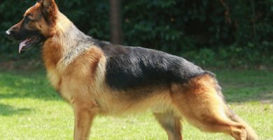 types of german shepherd