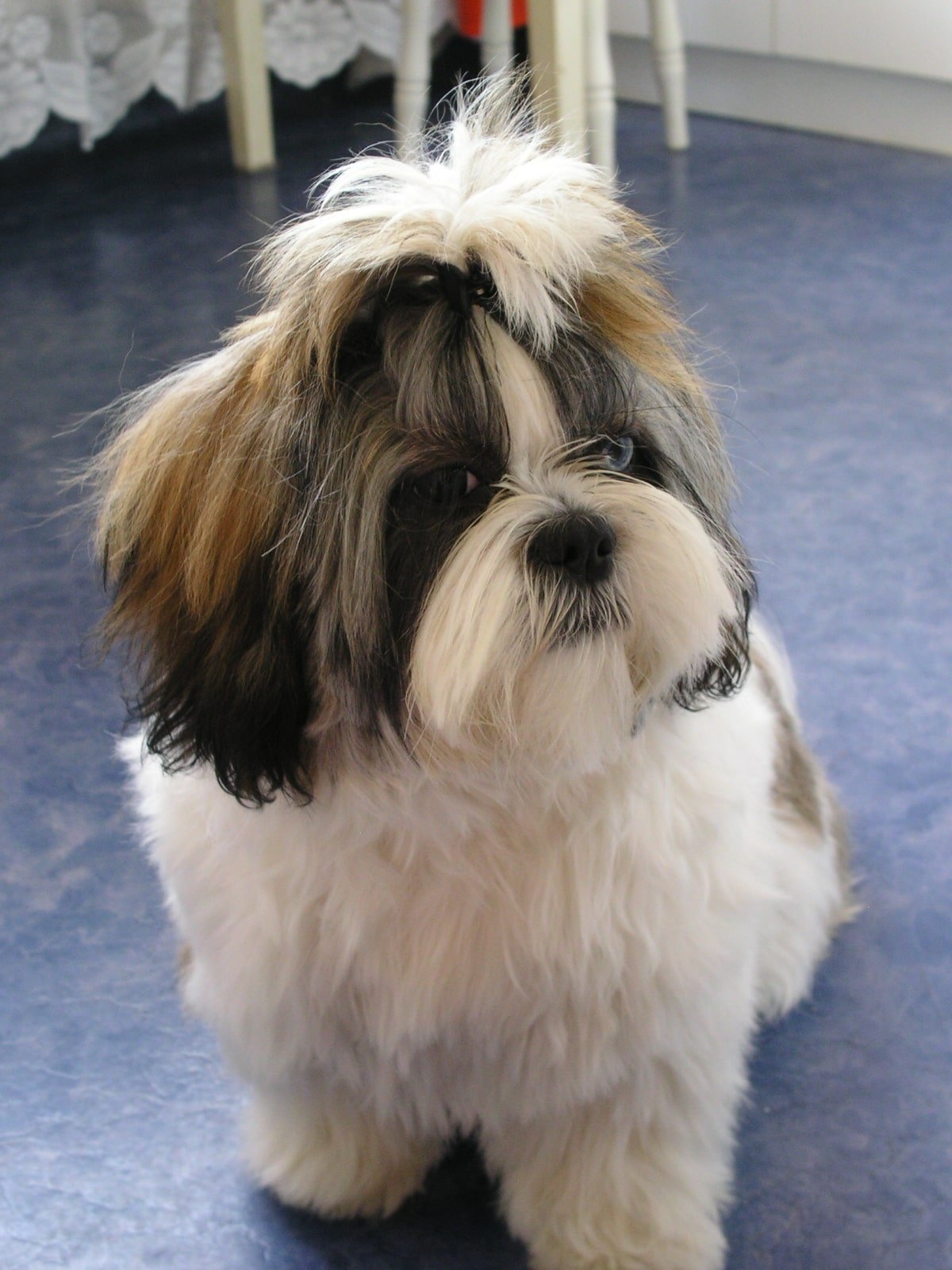 Shih Tzu