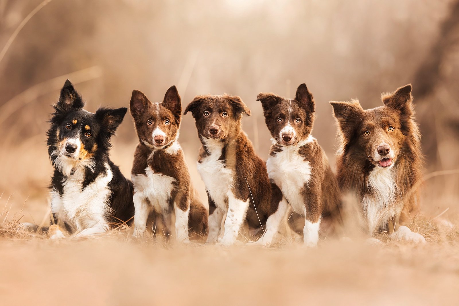 Border Collie