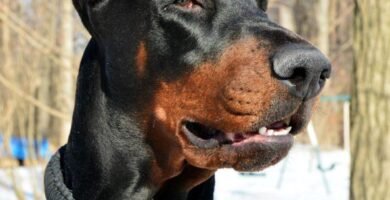 European Doberman