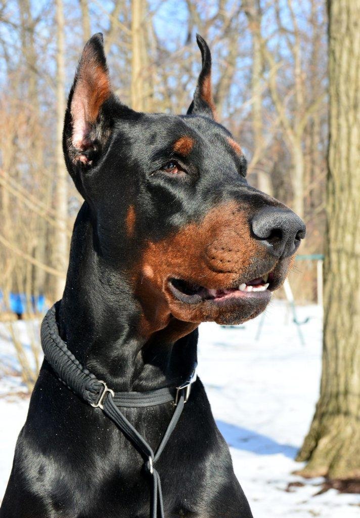 Doberman europeo