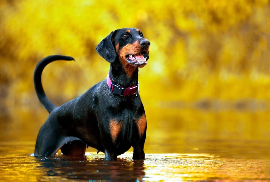 Doberman hembra