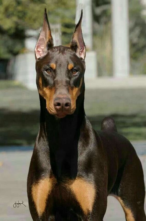 American Doberman