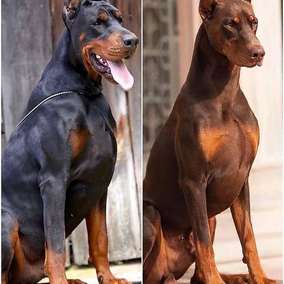 doberman americano vs Europeo