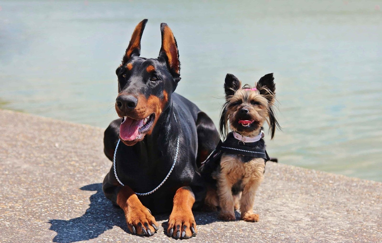 socialización de un doberman