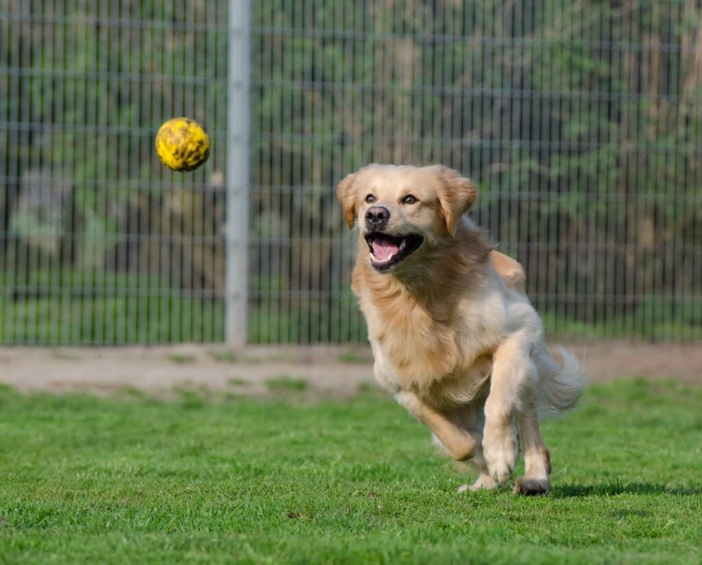 Golde retriever Galery.
dog balls